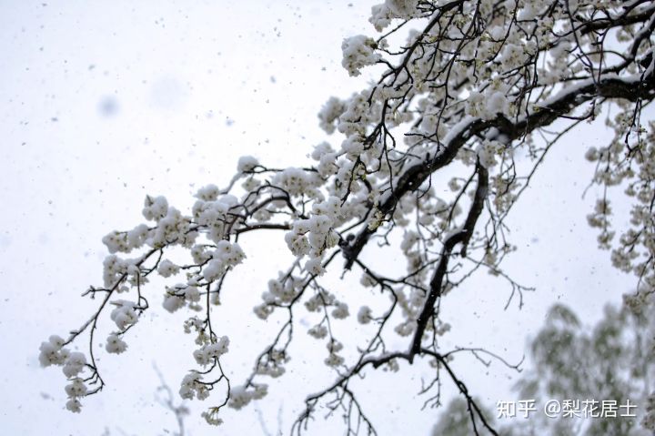 解析道德经第三十二章,道德经第十五章原文及翻译注释