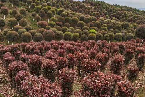 森禾红叶石楠,森禾2.0