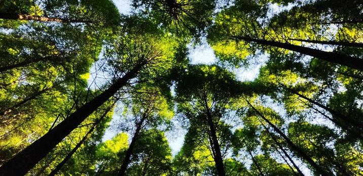 成都徒步原始森林好去处推荐,成都周边徒步森林公园推荐