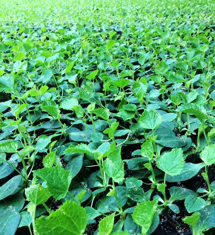 香瓜起源于哪里,野生香瓜来历