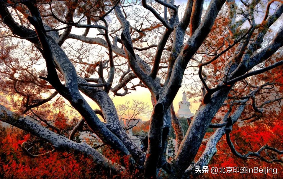 北京的秋朗读,北京的秋的夜晚