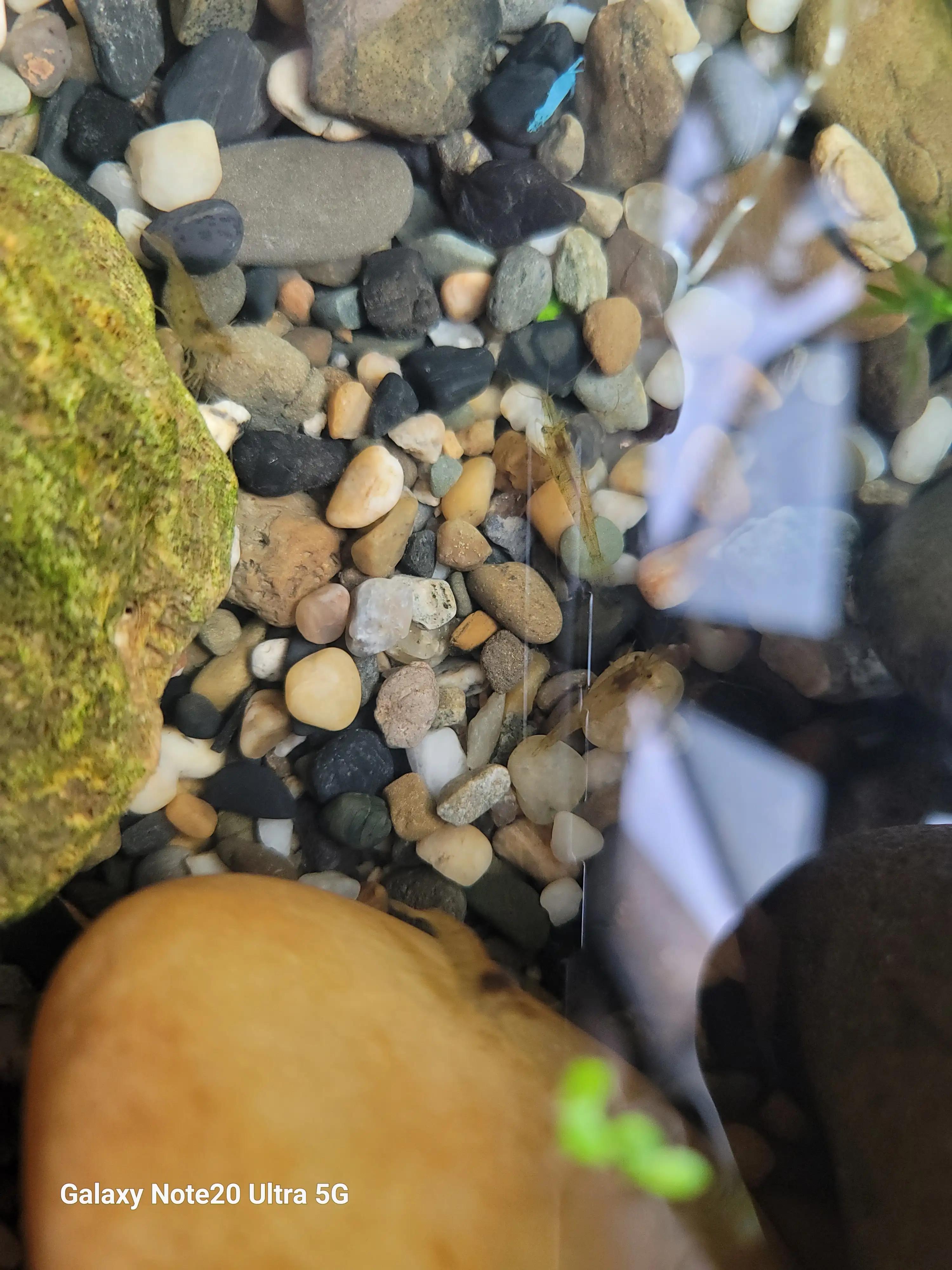 海水缸养鱼养虾,小缸养鱼养虾