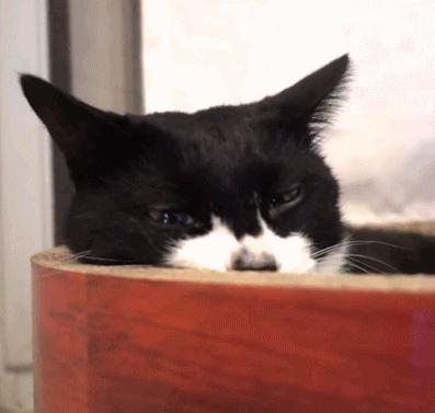 不推荐养的六种猫是哪六种,哪种猫最不好养而且又最好养