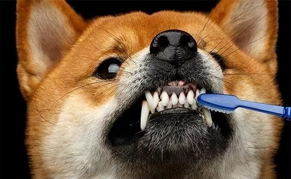 狗狗口腔溃疡特效药,狗狗口腔溃疡喷什么药