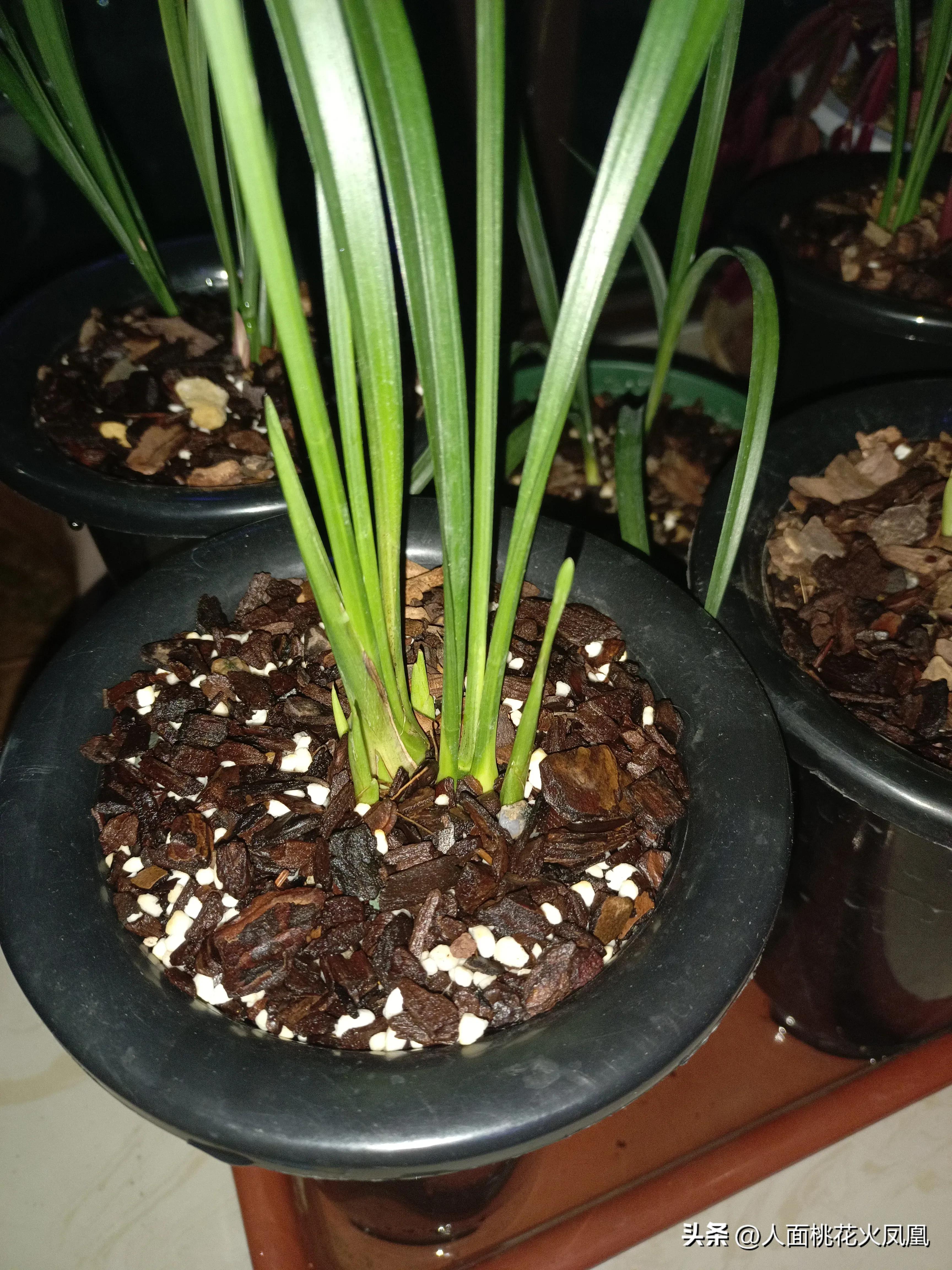 兰花怎么上盆服盆最快,兰花怎么上盆成活率最快