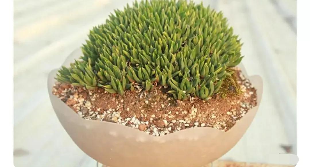 多肉植物石头开花,多肉石头花秋季