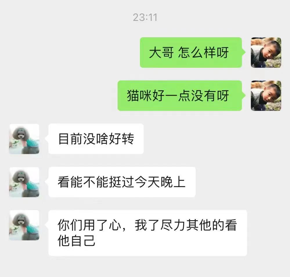 流浪猫大黑被收养后的日常生活,流浪猫大白很晚回来