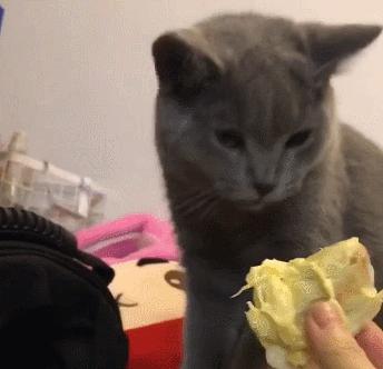 猫咪频繁呕吐的原因及解决方法,猫咪呕吐的几种原因及治疗方法