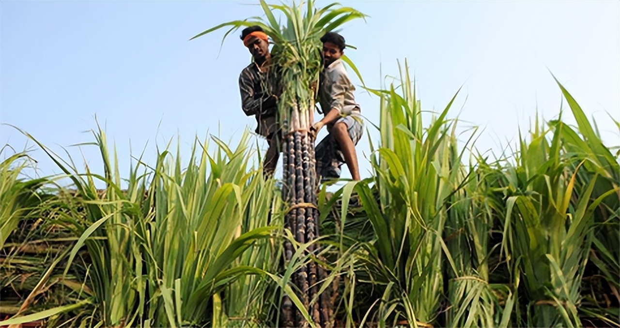 中国经济大发展，从巴西装1亿2000万斤白糖回国，印度要羡慕了