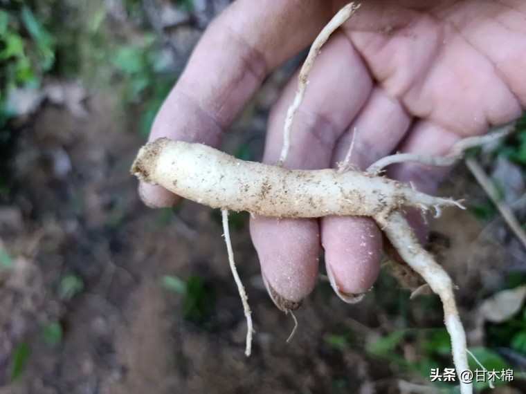 这种野果很清甜，它的根茎还是上好的煲汤辅料，可惜很多人不认识