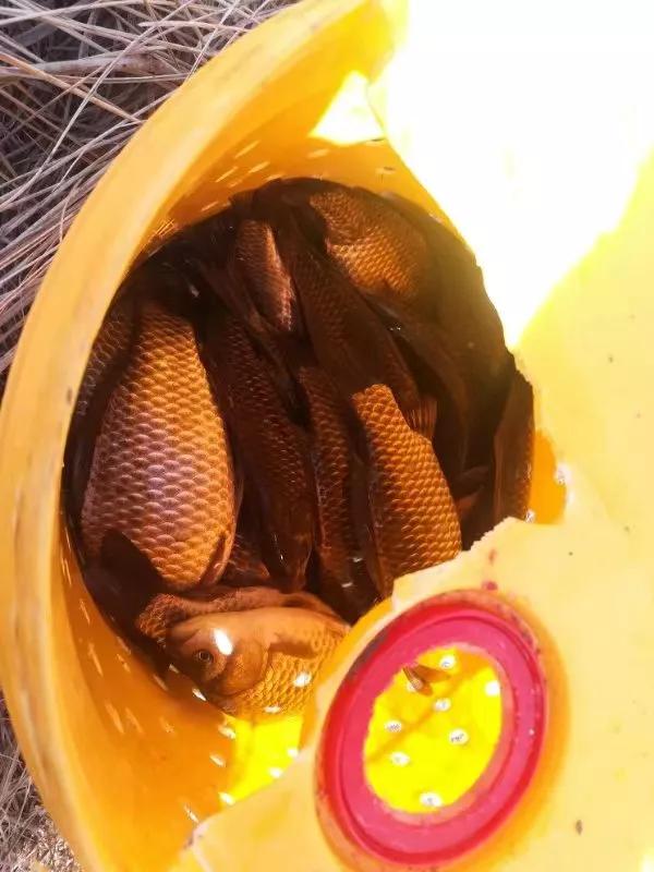 野钓传统钓鱼竿多少米最合适,传统钓鱼竿如何选购