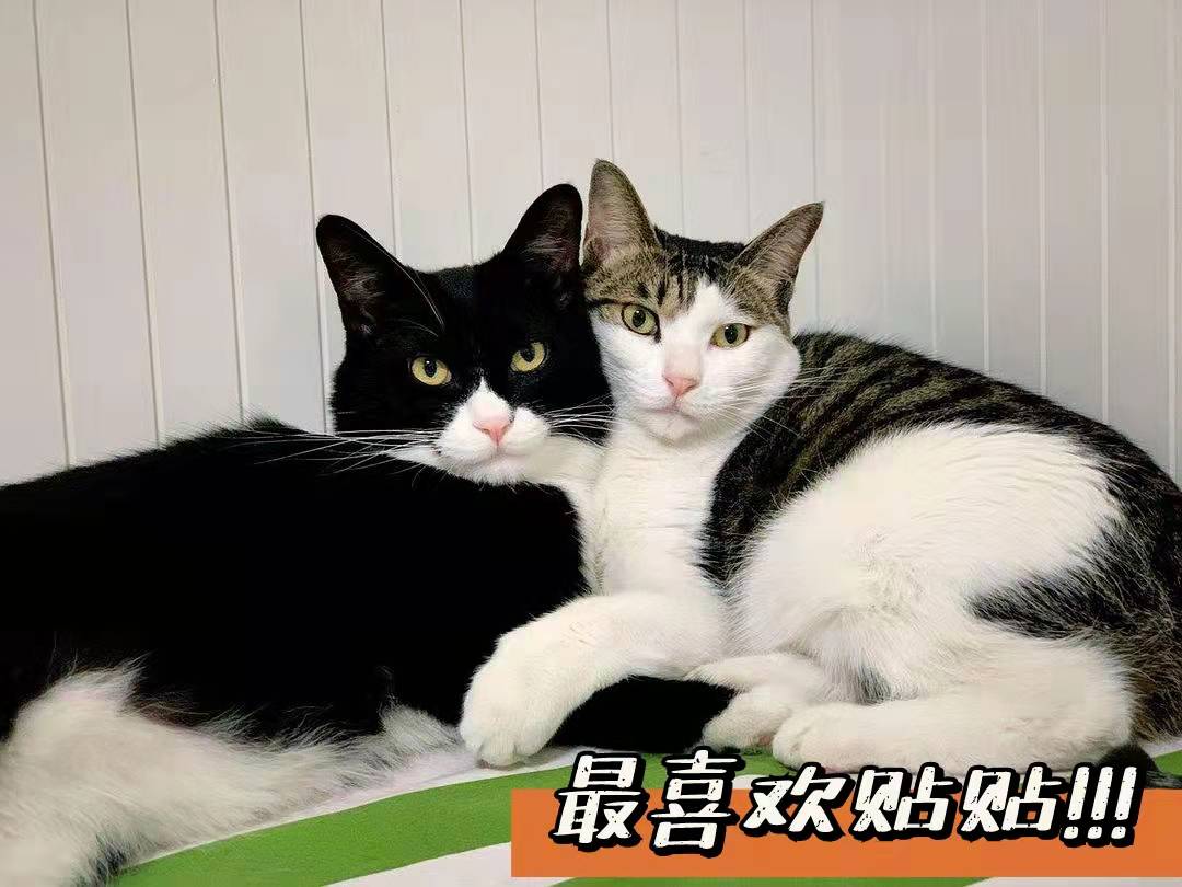 猫咪冬天会闹春吗,猫咪冬天会更爱睡觉吗
