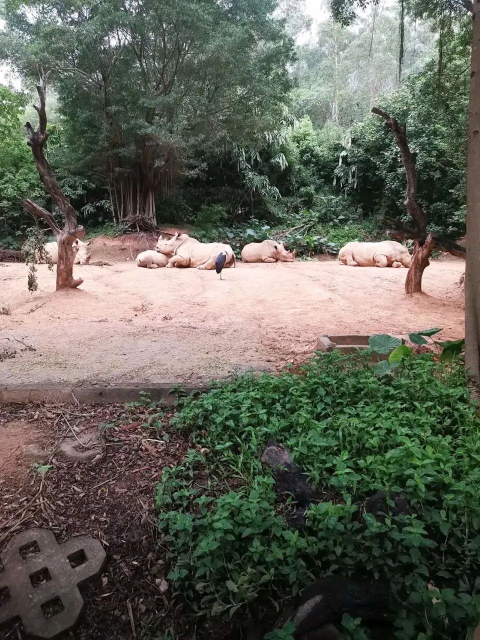 六刷广州长隆野生动物世界，強烈推荐-广州必游地（内含攻略）