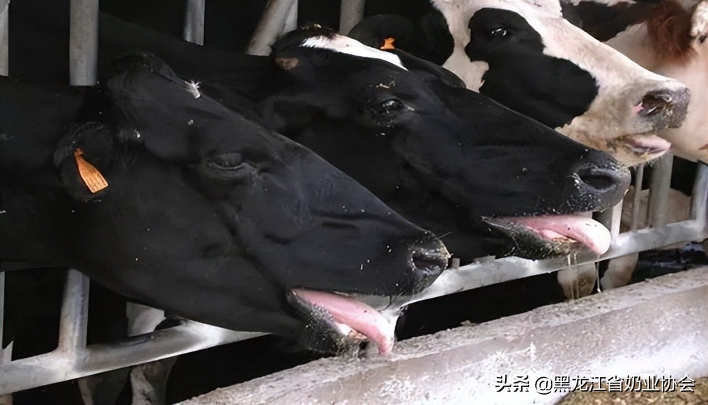 奶牛热应激及营养策略,奶牛热应激怎么调理