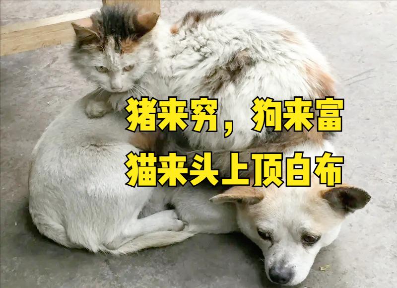 猪来穷狗来富猫来盖白布啥意思,猫来盖白布是什么意思