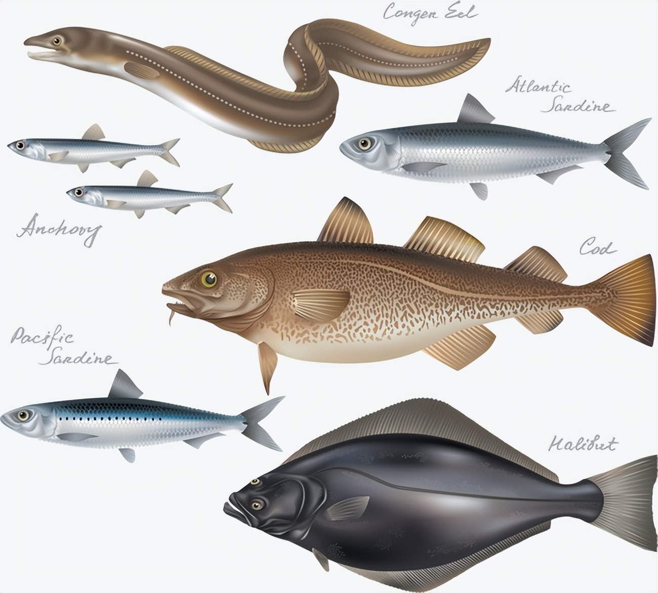 大连渔业发展,大连有多少种鱼类