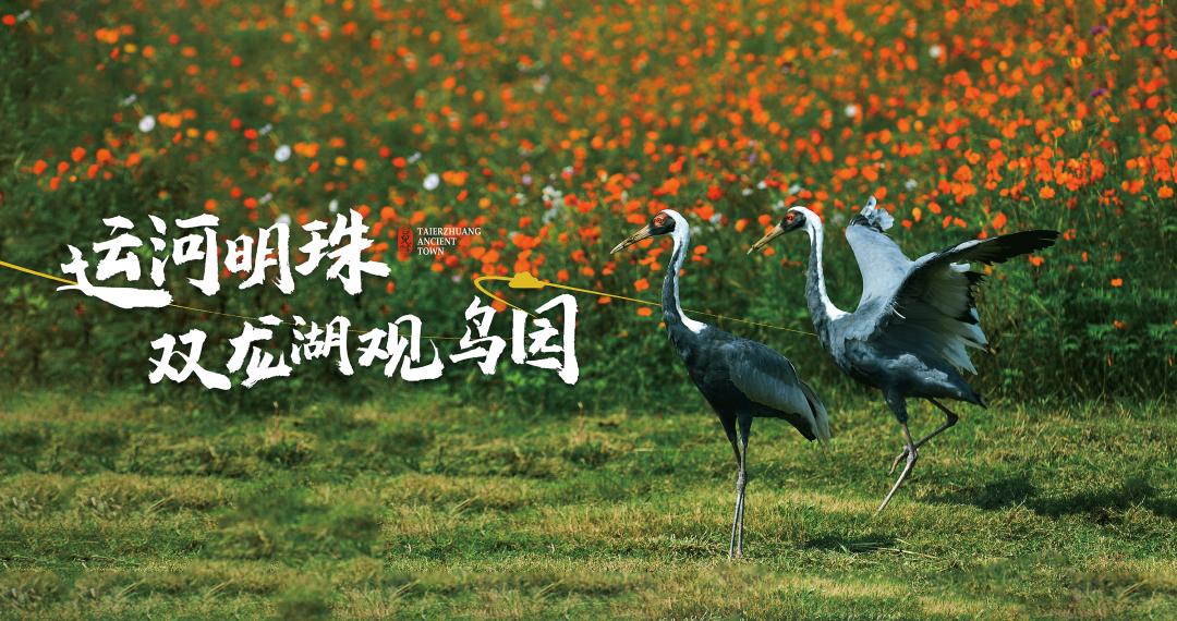 台儿庄古城门票免费政策,枣庄台儿庄古城2022年门票政策