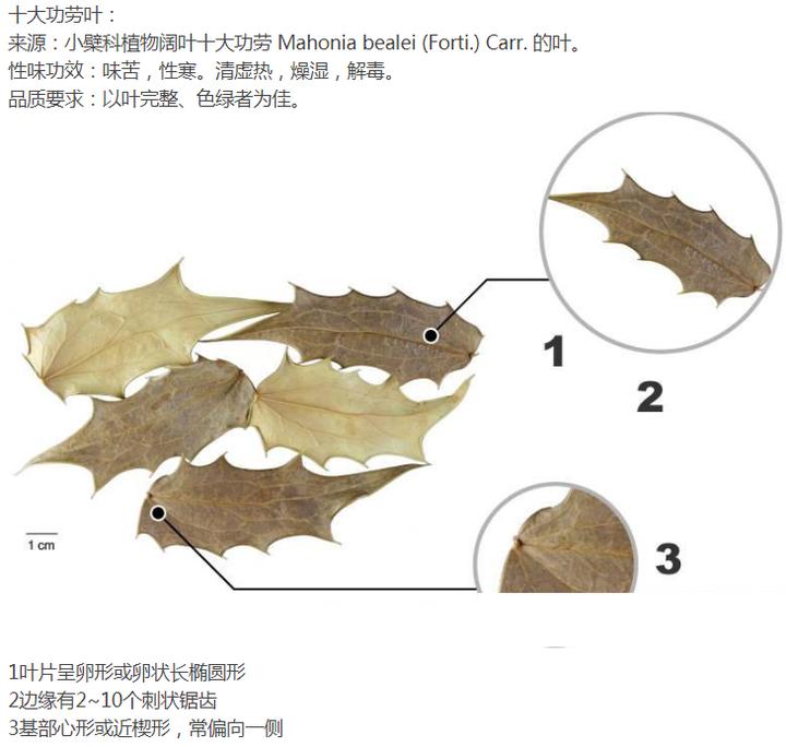 高级枸骨叶,带你识别仙鹤草