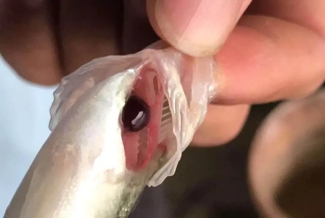 鱼脑出血什么原因,鱼脑溢血