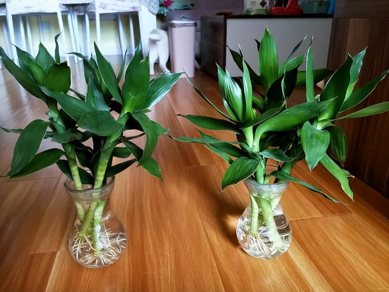 富贵竹水发臭黄叶杆干瘪,水培富贵竹水浑浊怎么办