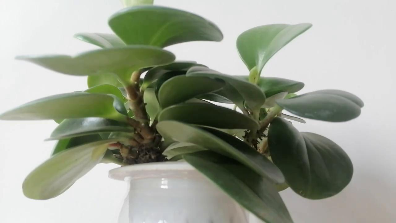 欧洲的西部印象,欧洲印象的作品