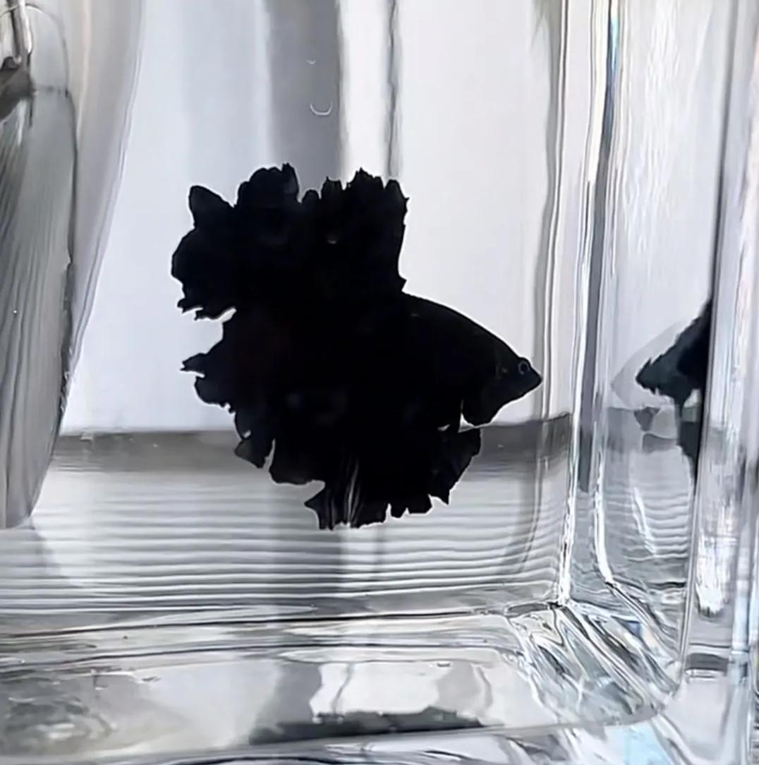 泰国斗鱼vs泰国斗鱼,泰国斗鱼和中国斗鱼为什么不一样