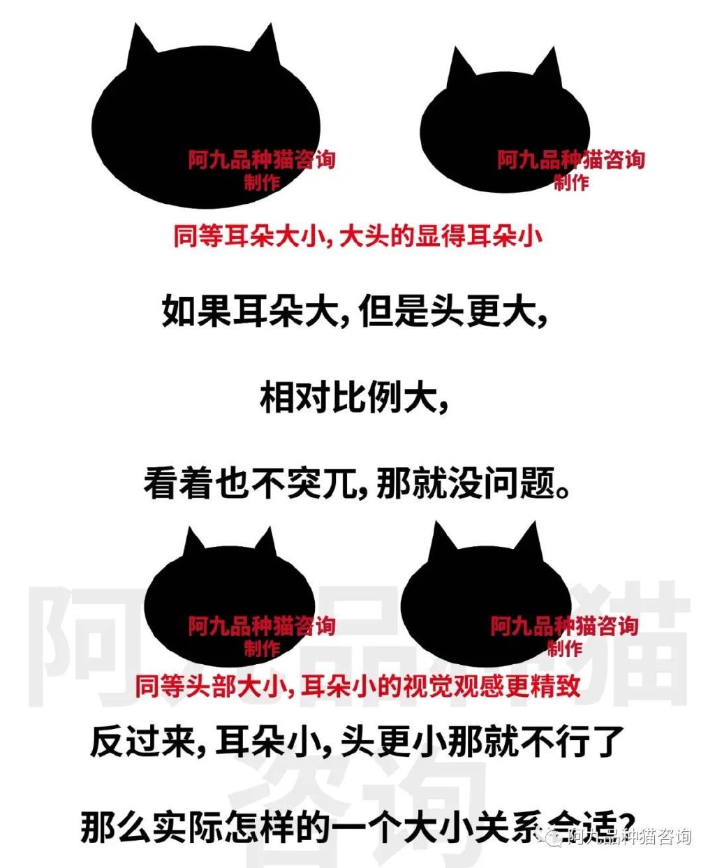 英短蓝白耳朵白好吗,蓝白英短小耳朵好还是大耳朵好