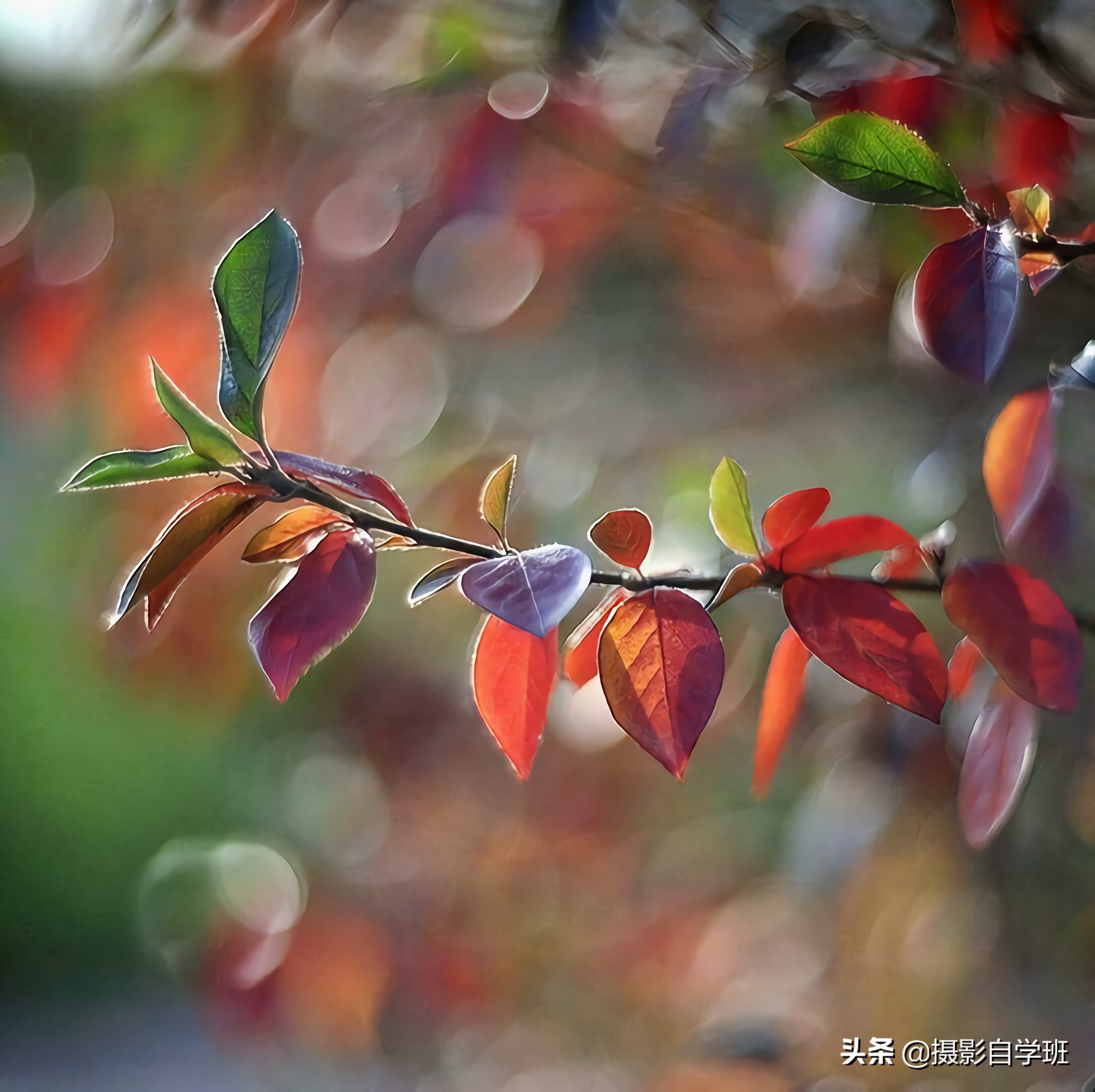 叶子怎么拍人出高级感,叶子怎么拍高级