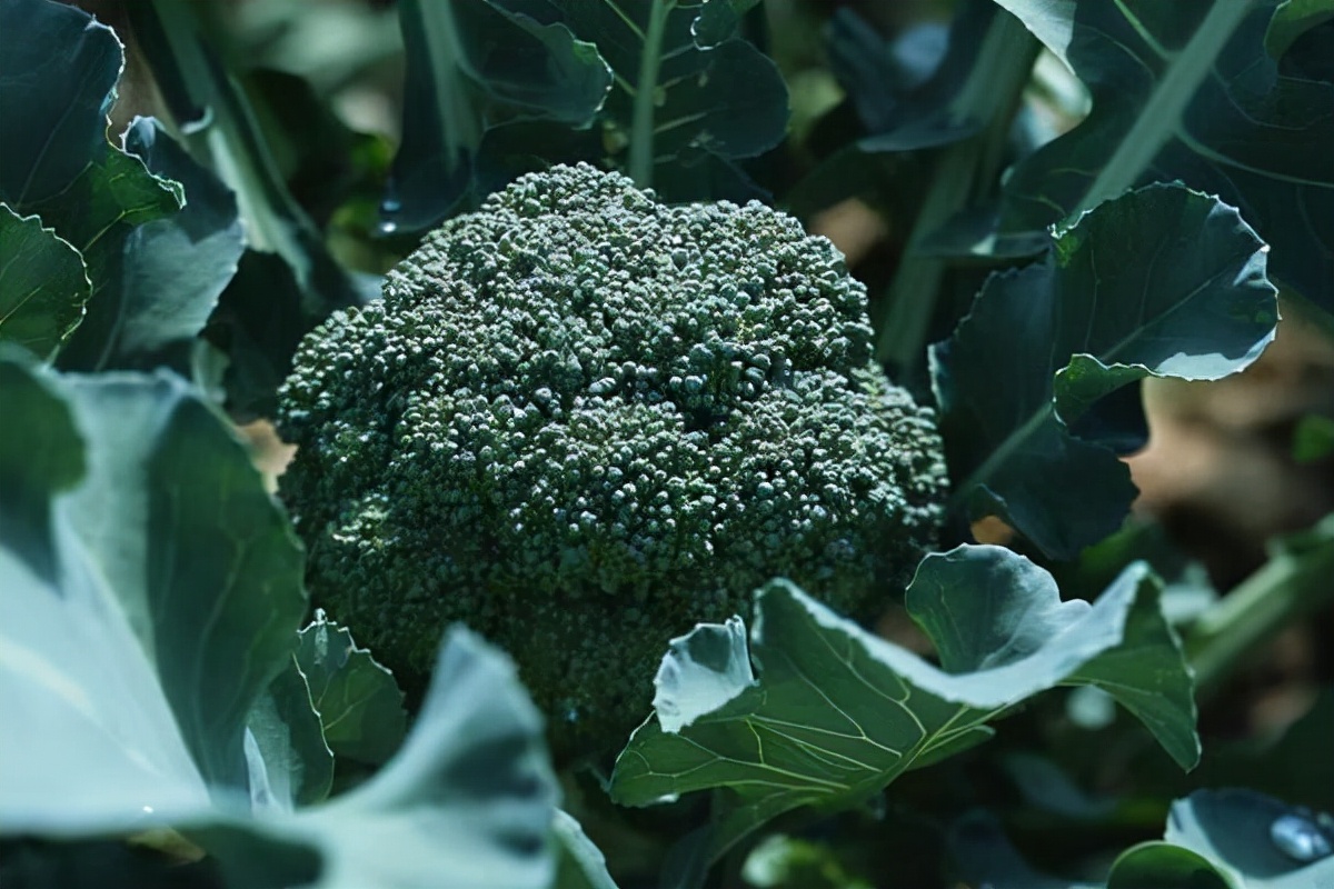 转基因种子被垄断,国外垄断的农业种子中国市场价格