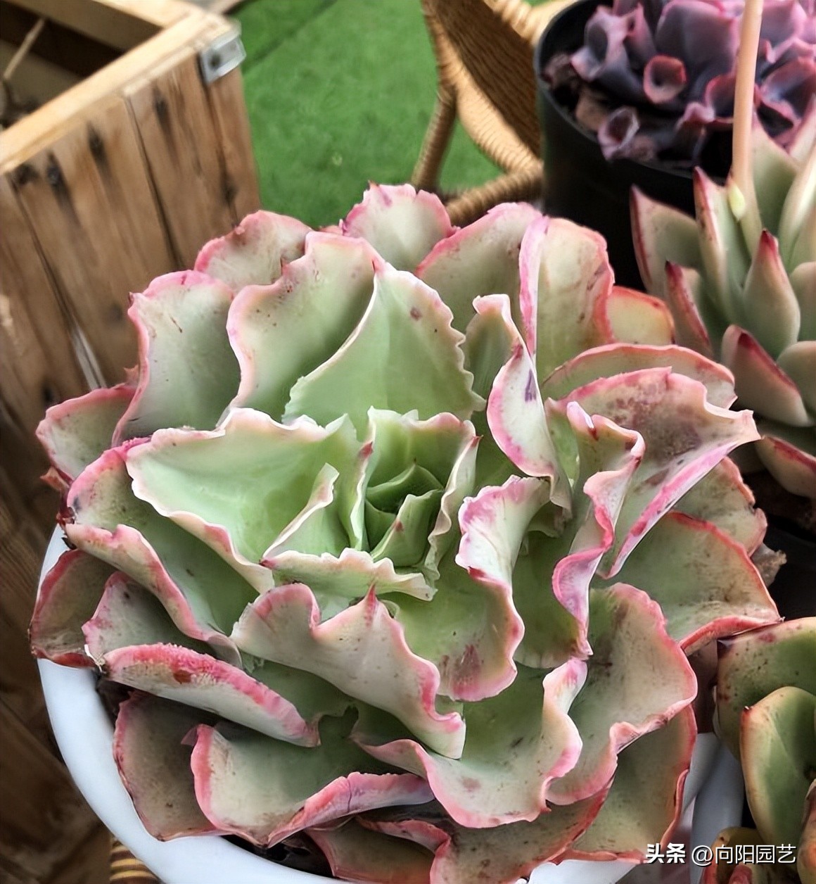 卖多肉的未必会养多肉，主播只负责售卖，管售卖，不管死活