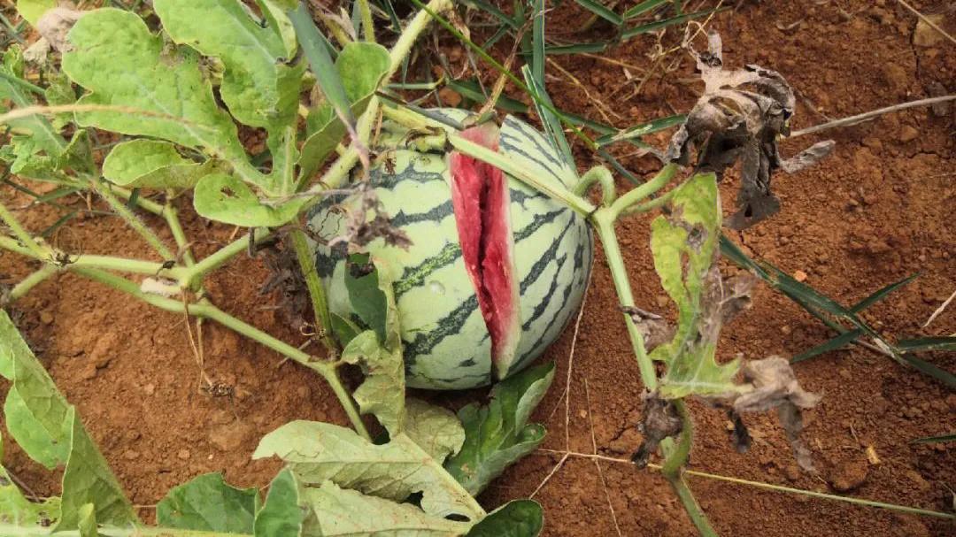 西瓜切开裂口是什么原因导致的,西瓜瓤裂口怎么回事