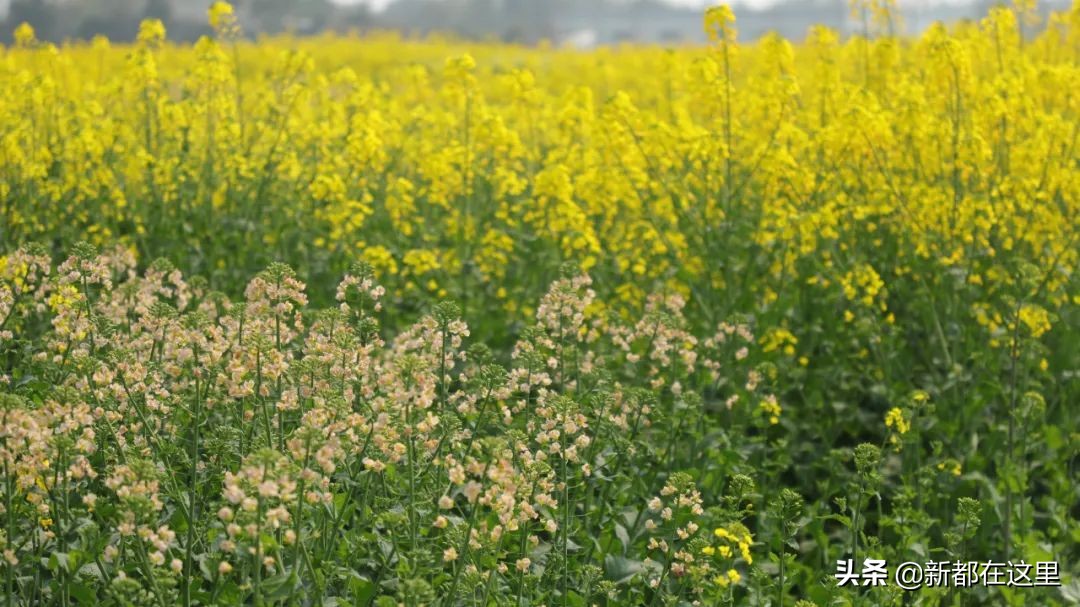 如果城市有颜色重庆,如果城市有颜色作文