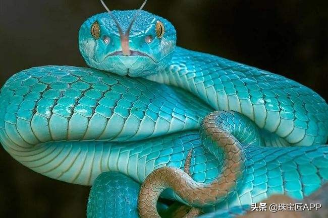 神秘、危险的珠宝题材！被大牌追捧的潮流时尚？45款蛇类珠宝盘点