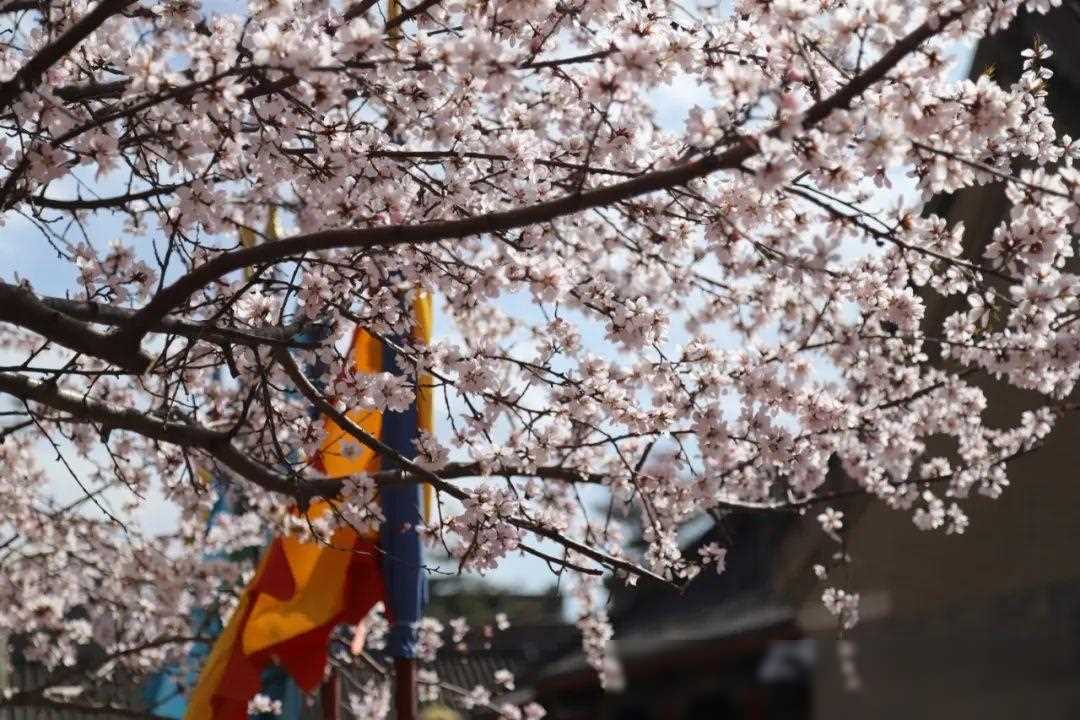 叙利亚美女第一次来中国上海,叙利亚美女旅游