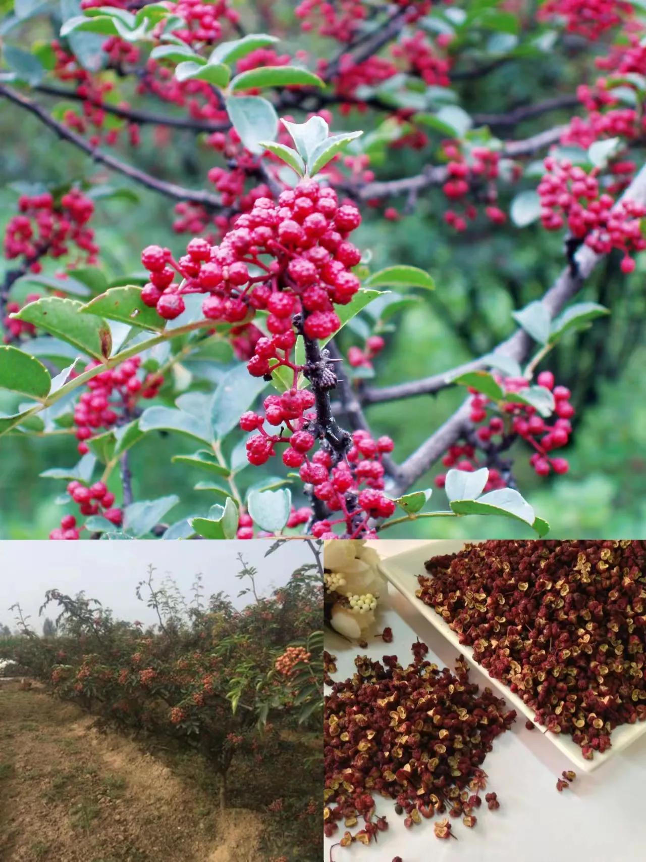 中秋考察葛家洞——葛洪在民间治病采用药物种类功效及养生方法