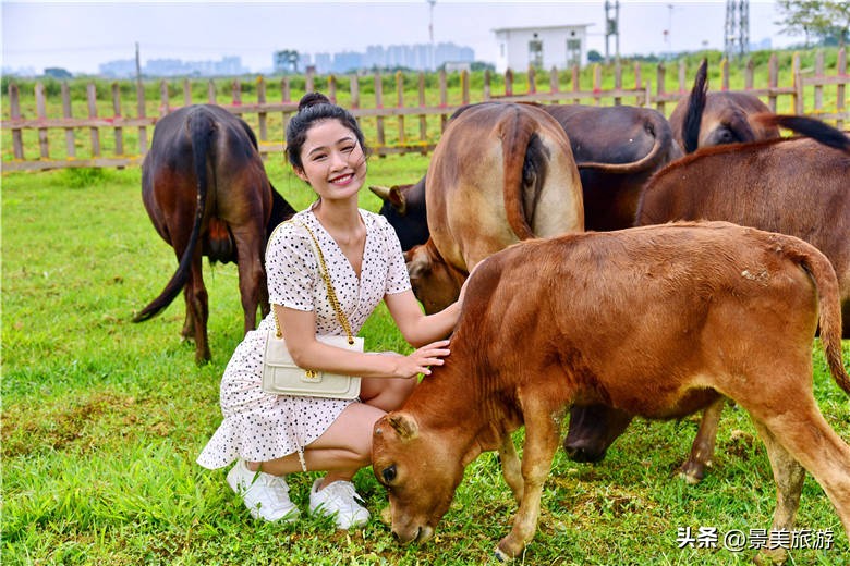 广州女大学生五一假期兼职去做牛倌，称工作轻松适合躺平风景也美