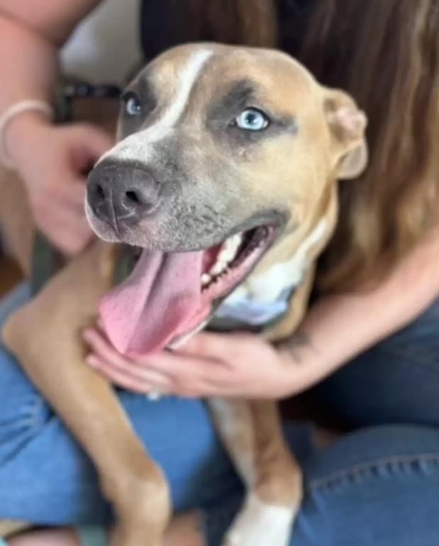 狗妈救狗崽后续,狗妈护自己的孩子被救助