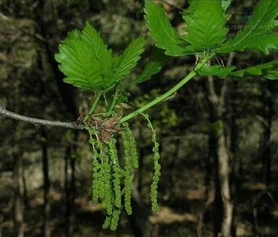 蒙古栎树也叫橡树,蒙古栎辽东栎的区别