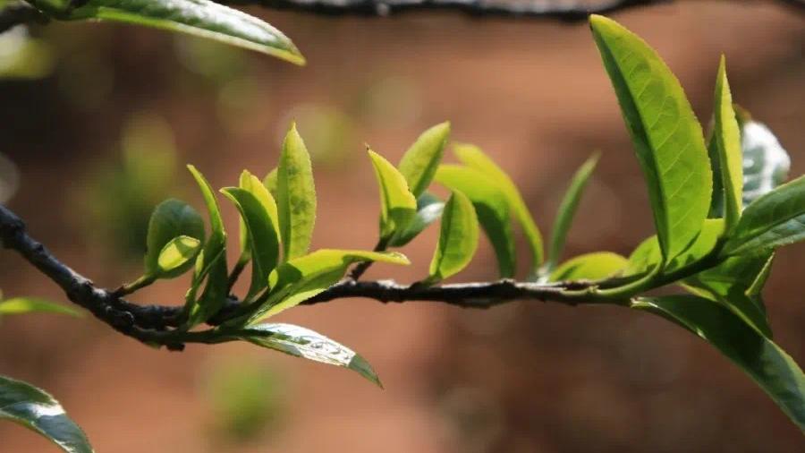 2023年古树春茶价格表,如何鉴别一款茶是古树纯料