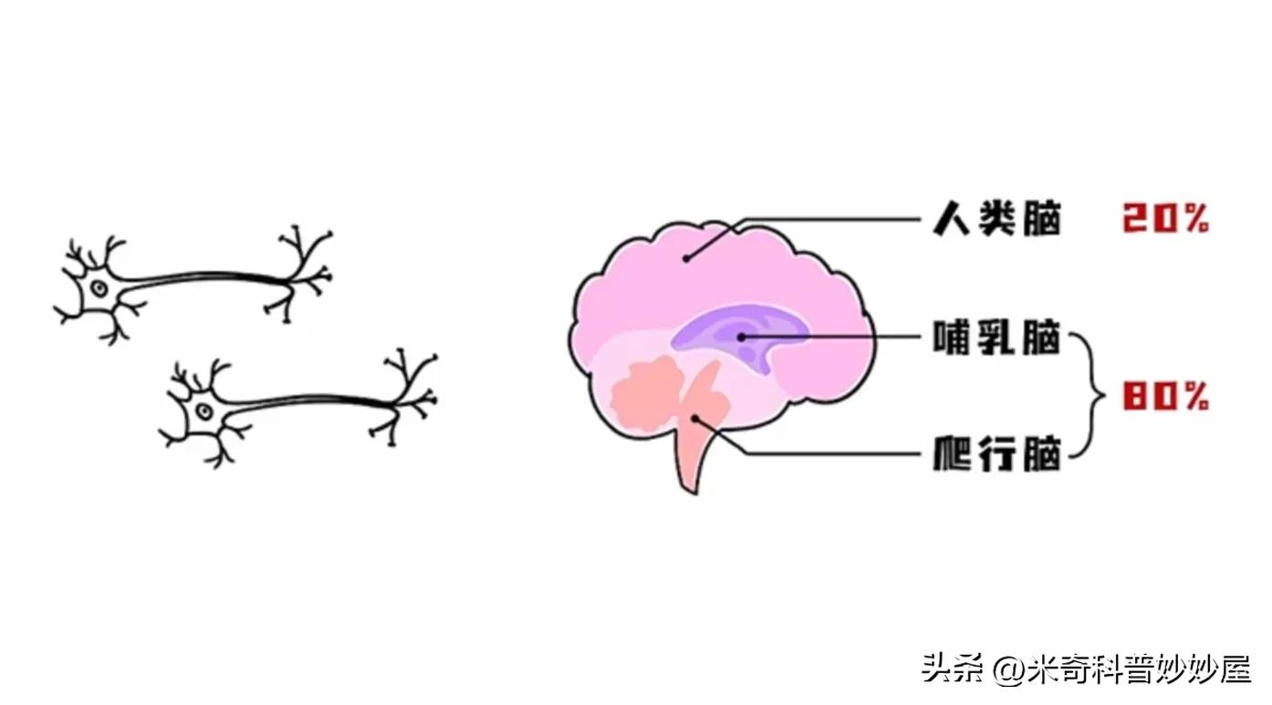 是大脑控制你，还是你控制大脑呢？