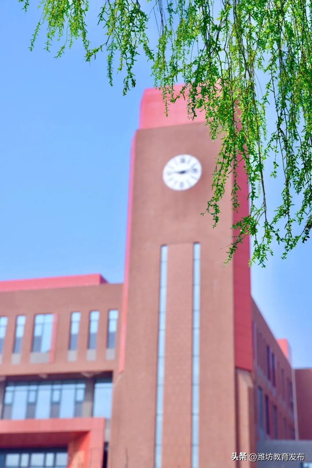 美！潍坊校园春景强势来袭