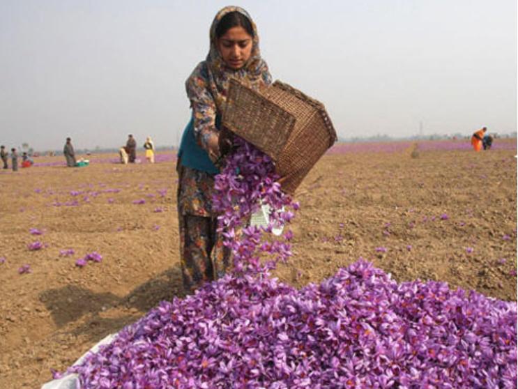 为什么国外都卖藏红花,为什么藏红花有贵有便宜