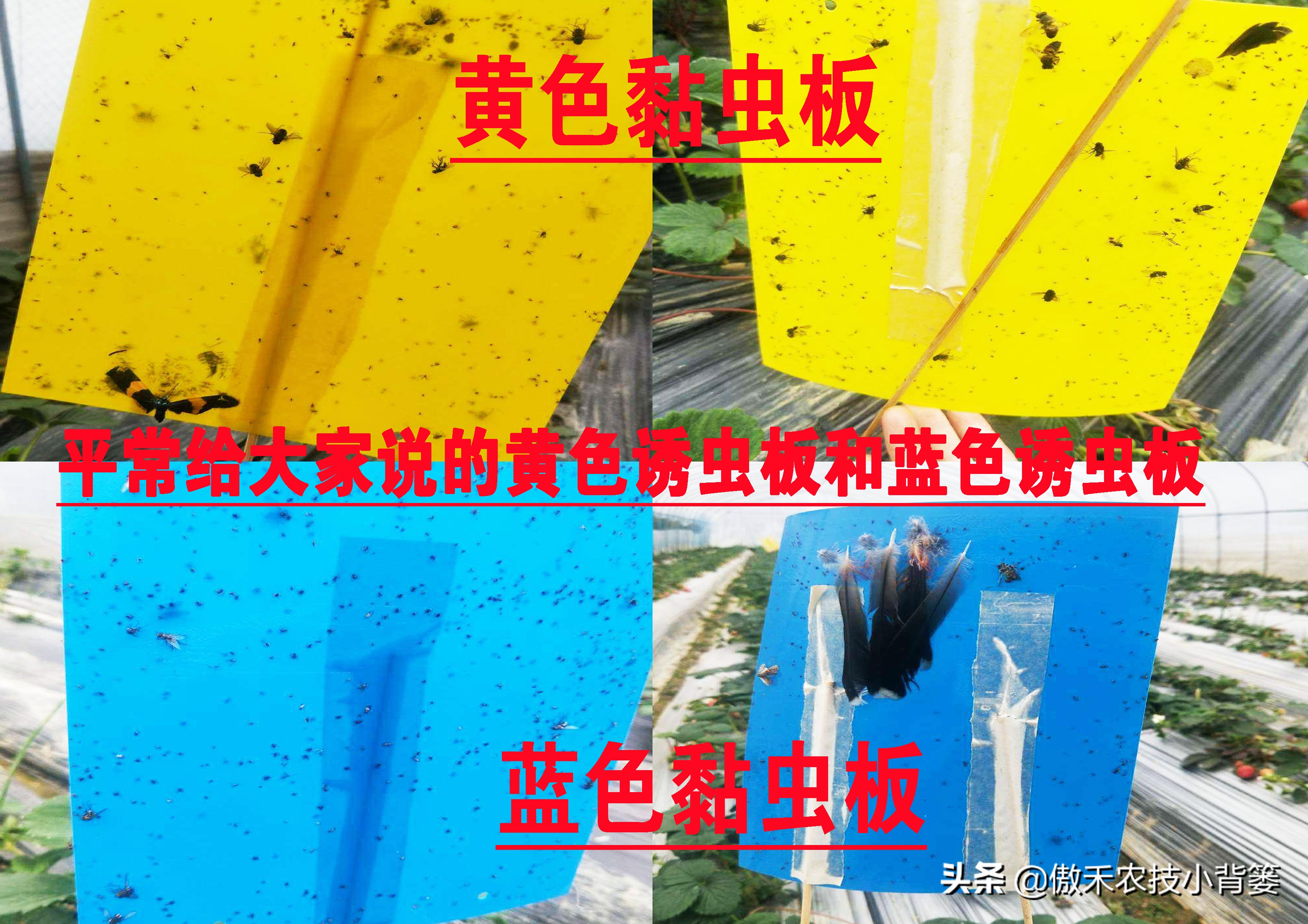 白酒能治瓜果蔬菜虫的方法,瓜果开始结果就有虫咬怎么办