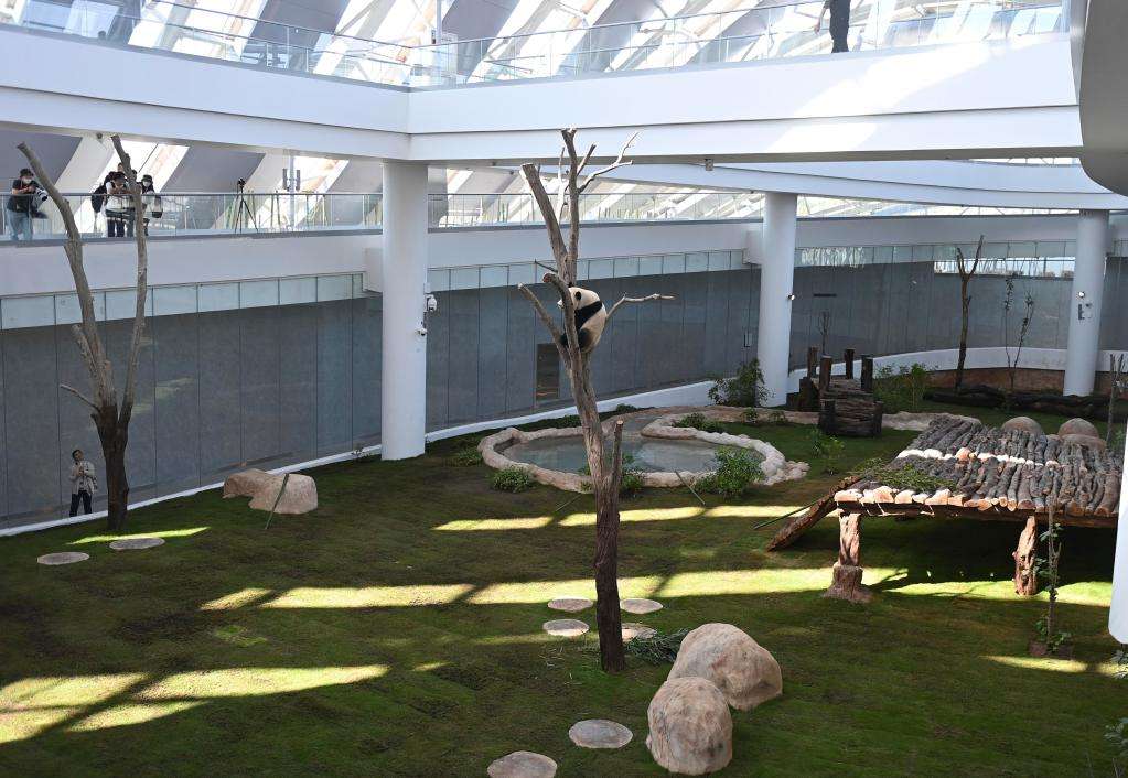 中国象棋围魏救赵篇,卡塔尔世界杯亚洲12强分组