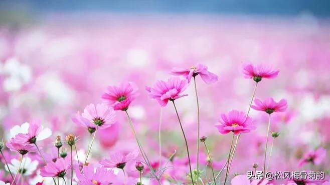 地上的花开万紫千红,心中有花香人生四季皆风景