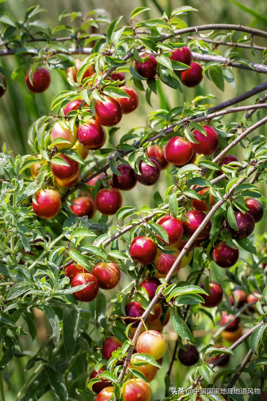 李子哪个品种最甜最好吃,李子种植哪个品种最好吃