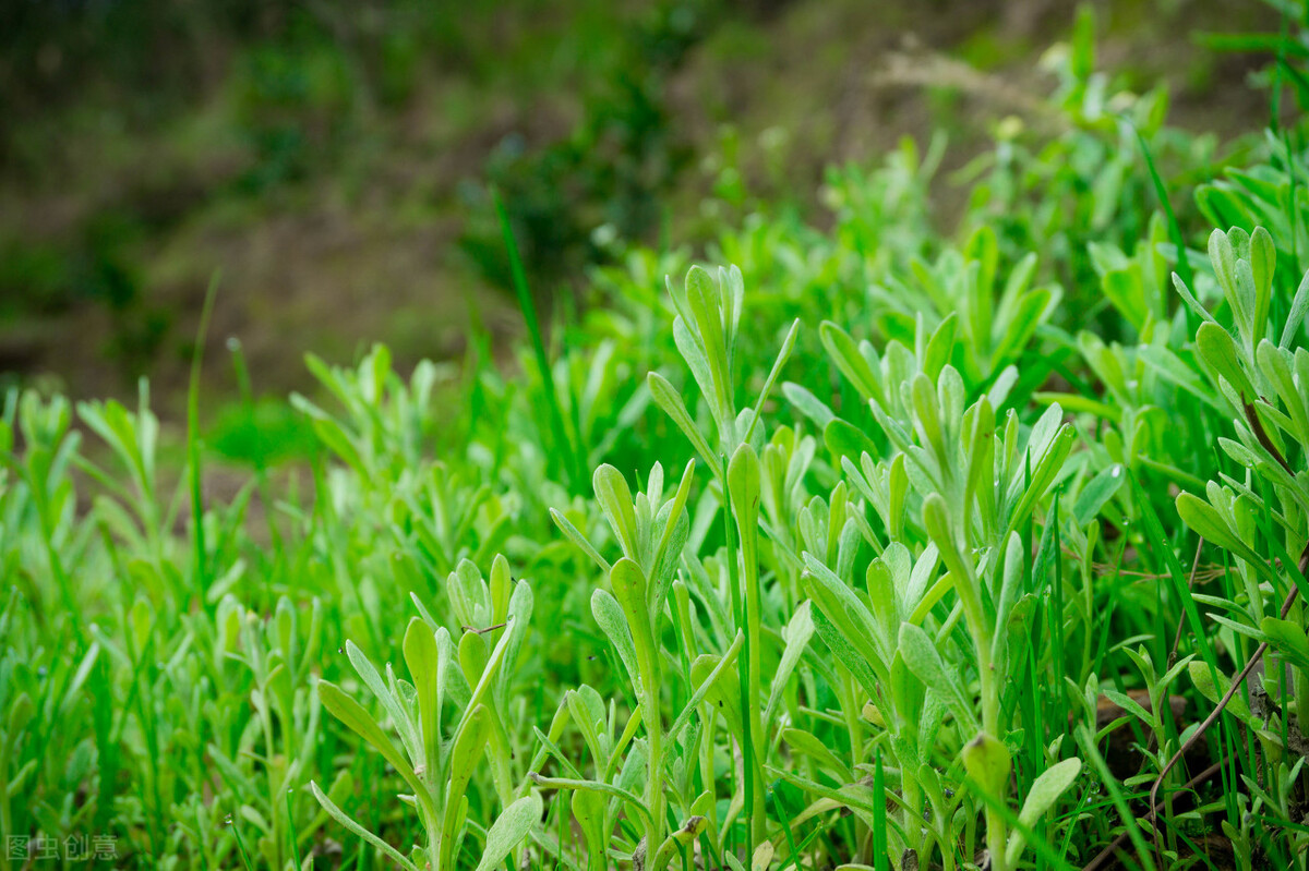 名字很土但很好吃的中国食物,名字不好听但却美味的野菜