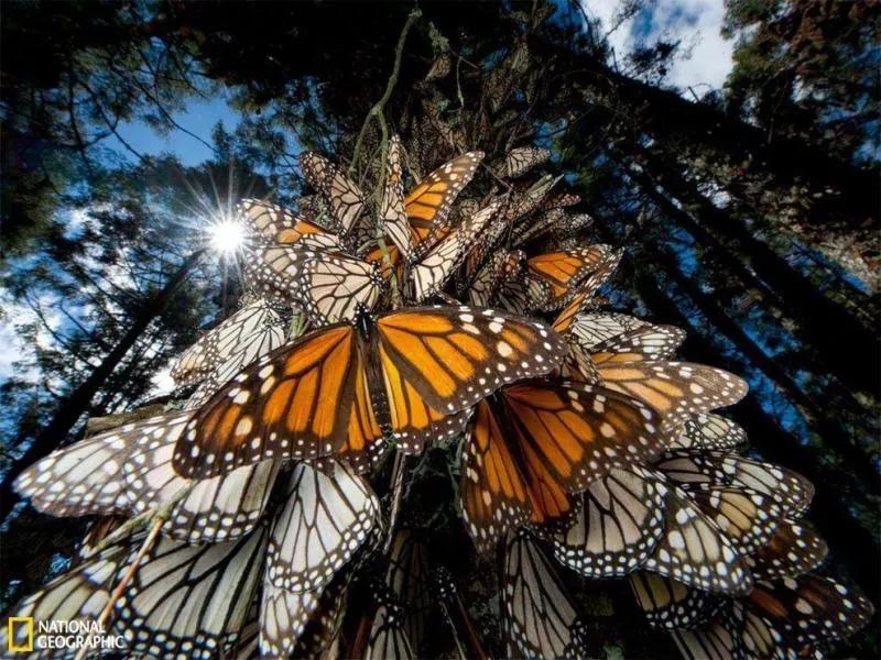 你知道密集恐惧症是什么吗,身体上的密集恐惧症