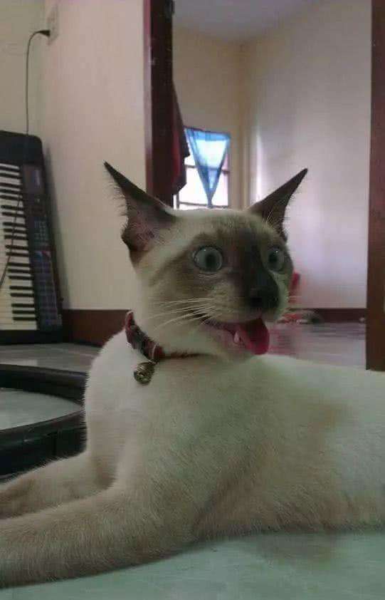 中暑猫咪急救办法图片大全,夏天气温高猫咪怎么降温