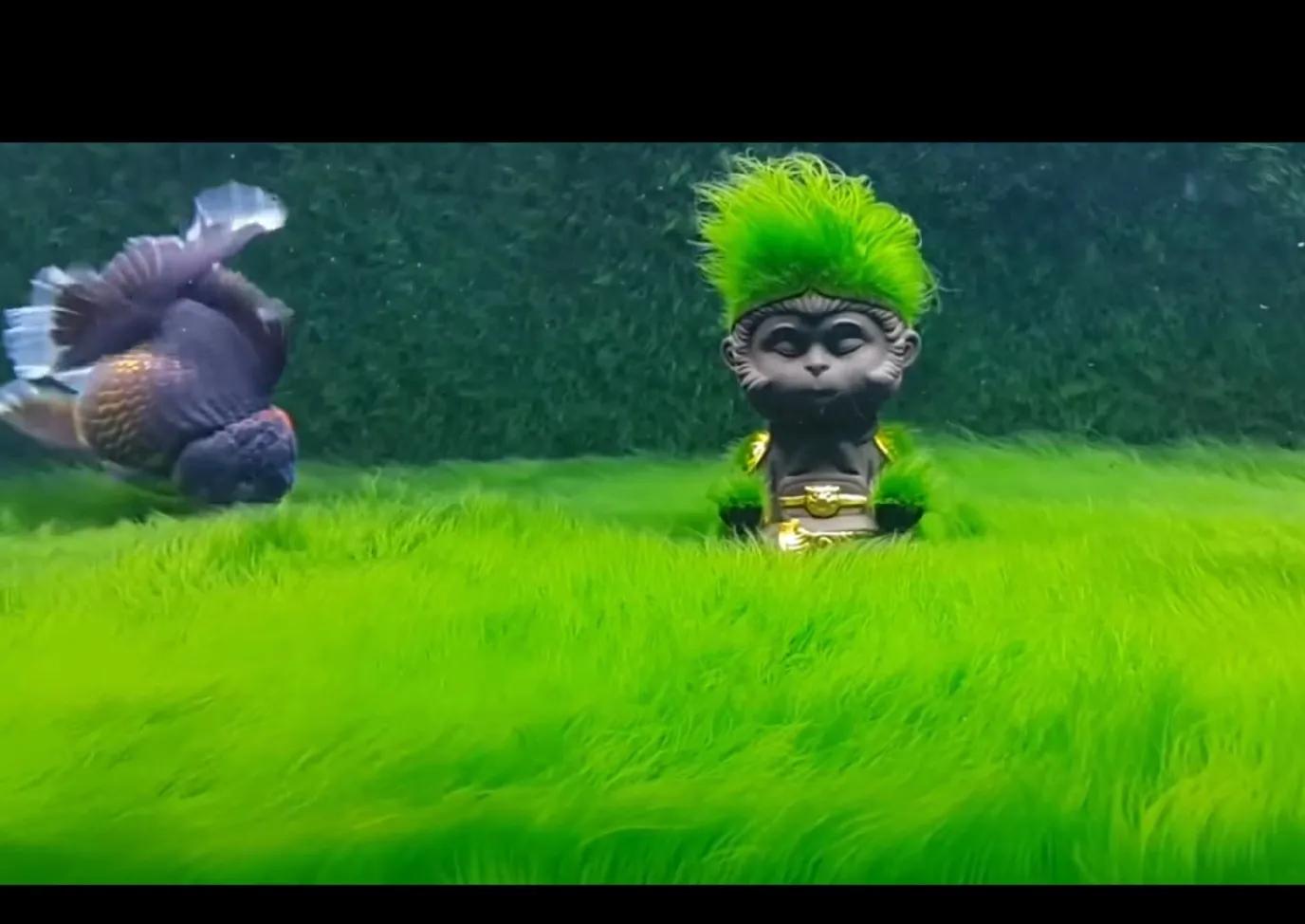 养金鱼的十大注意事项,养金鱼有哪些基本知识